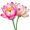 two lotuses5